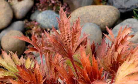 Close-up of FYRE WING Amber coral bells lace-cut copper leaves
