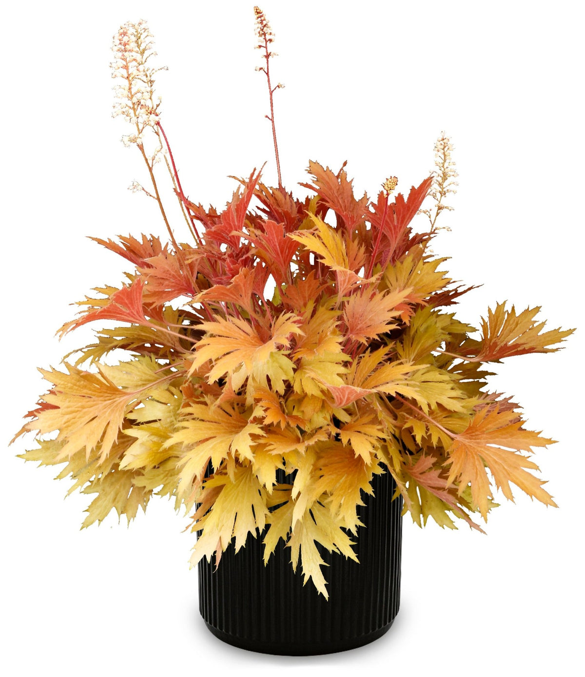 FYRE WING Amber coral bells in a black nursery pot, golden amber lace-cut leaves with white flower spikes