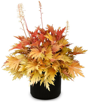 FYRE WING Amber coral bells in a black nursery pot, golden amber lace-cut leaves with white flower spikes