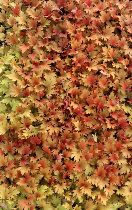 Massed FYRE WING Amber coral bells showing golden amber and copper foliage