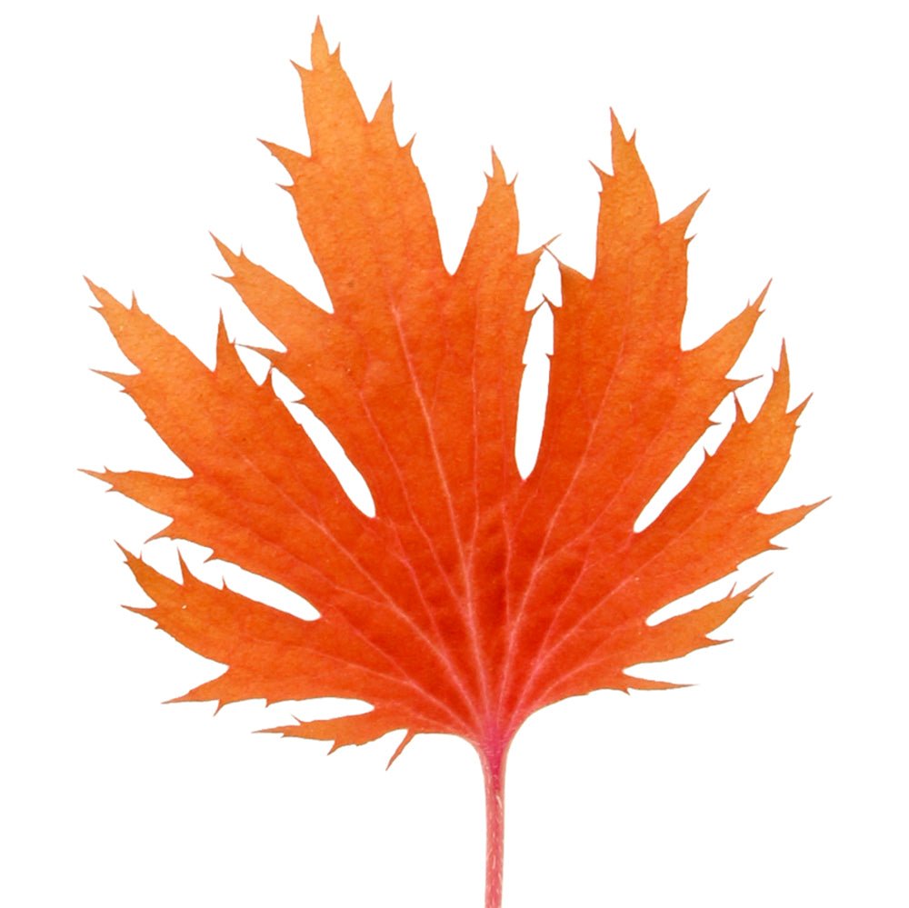 Single deeply cut orange leaf of FYRE WING Amber coral bells
