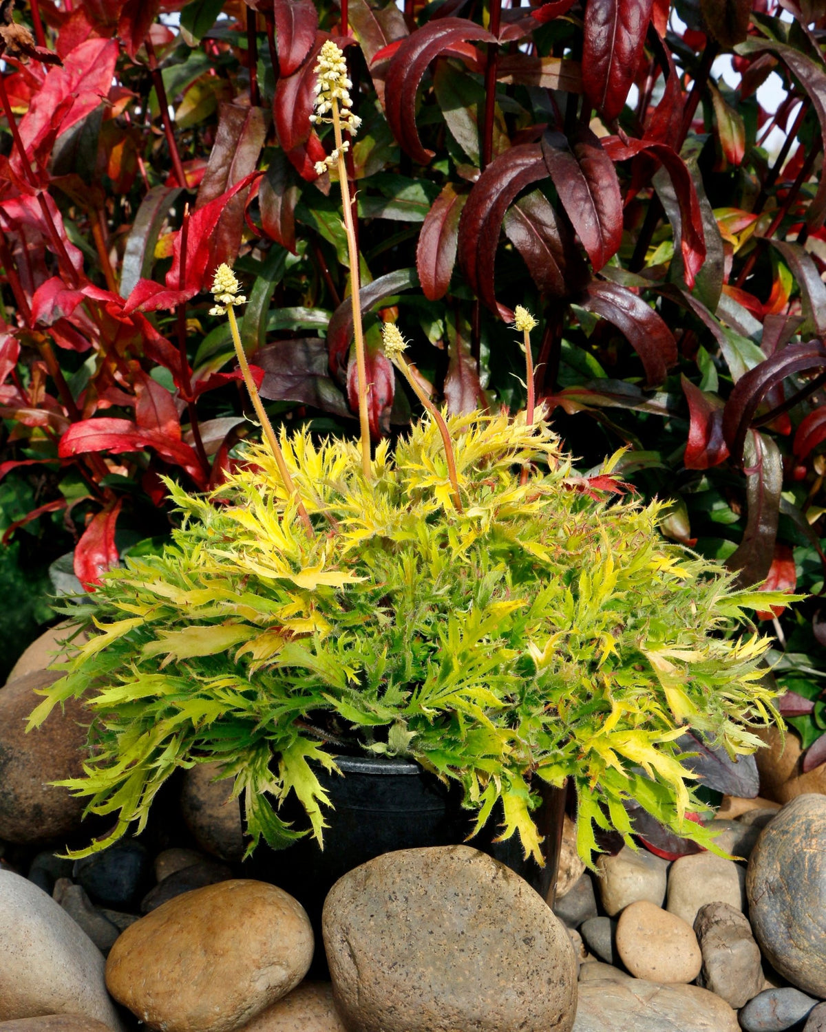 FYRE WING Heliodor coral bells in a container with lime and gold frilled foliage and white flowers