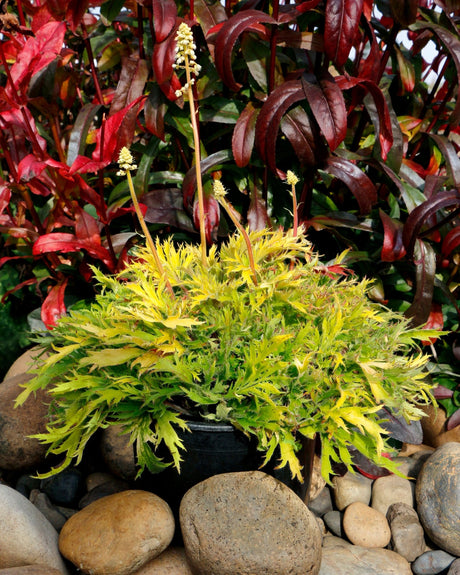 FYRE WING Heliodor coral bells in a container with lime and gold frilled foliage and white flowers