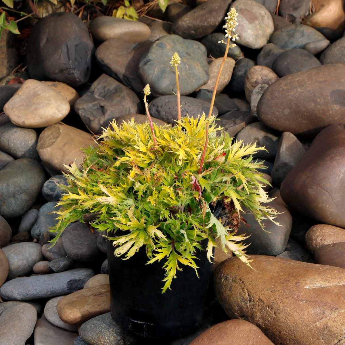 FYRE WING Heliodor coral bells among river rocks with lime green lacy leaves