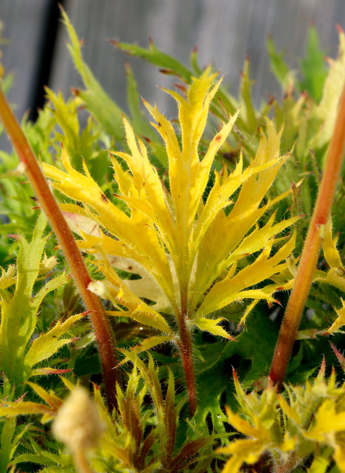 Close-up of FYRE WING Heliodor coral bells new growth with orange-tinged lime leaves