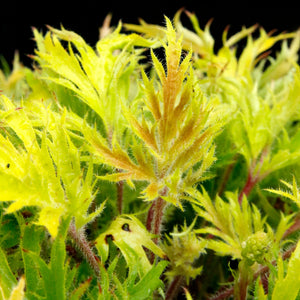 Close-up of FYRE WING Heliodor coral bells frilled lime green foliage