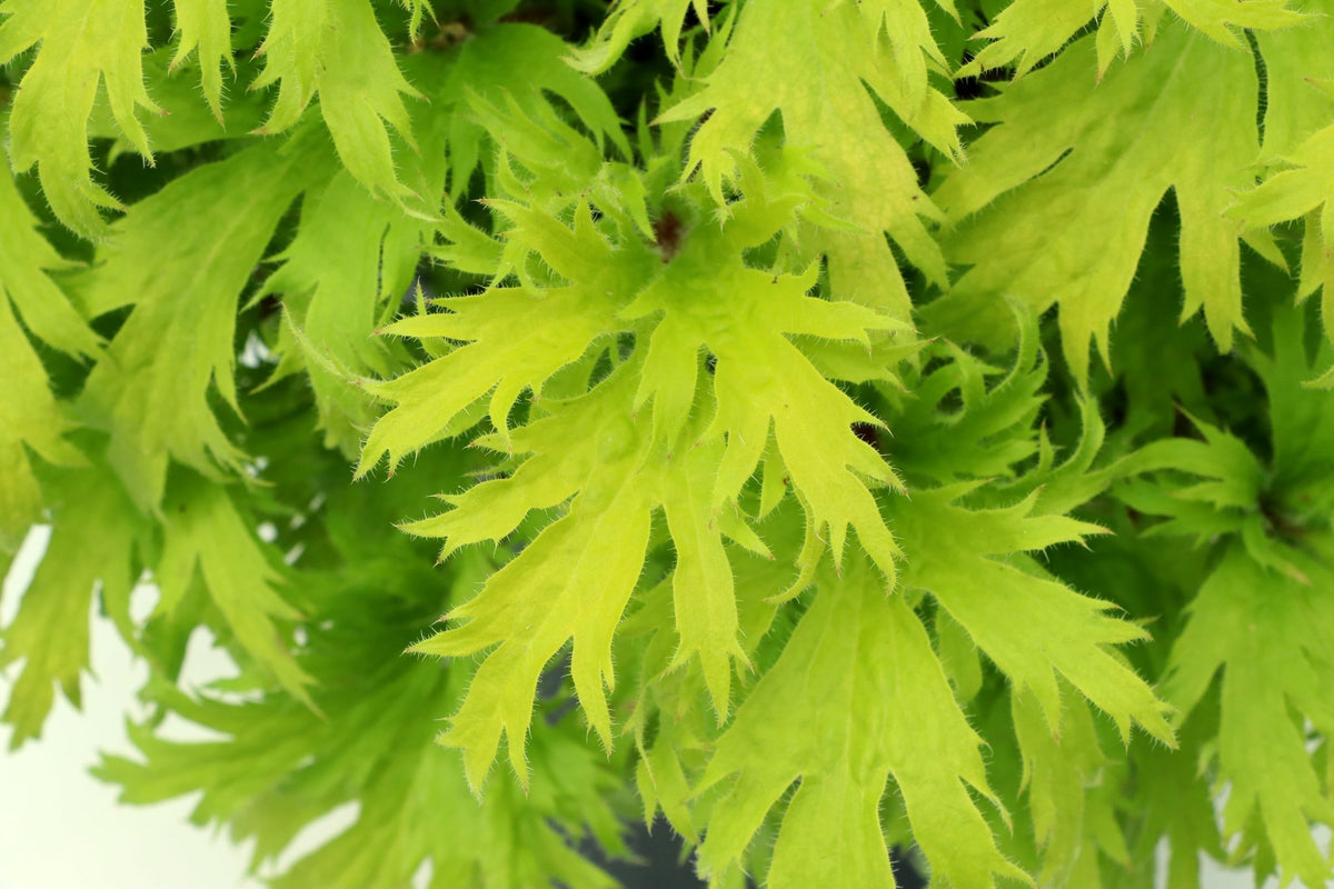 Deeply divided lime green leaves of FYRE WING Heliodor coral bells