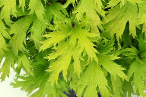 Deeply divided lime green leaves of FYRE WING Heliodor coral bells