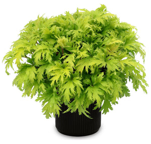 FYRE WING Heliodor coral bells in a black nursery pot, bright lime green lace-cut leaves