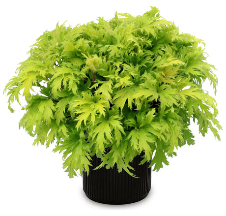 FYRE WING Heliodor coral bells in a black nursery pot, bright lime green lace-cut leaves