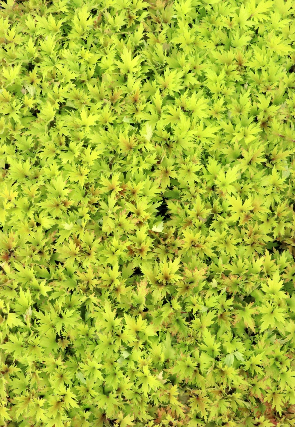 Massed FYRE WING Heliodor coral bells with bright lime foliage