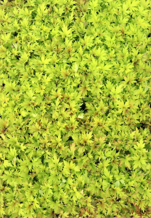 Massed FYRE WING Heliodor coral bells with bright lime foliage