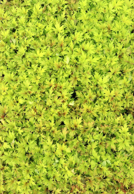 Massed FYRE WING Heliodor coral bells with bright lime foliage