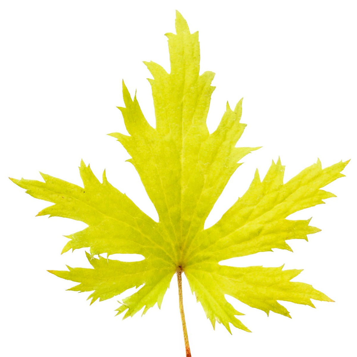Single lace-cut lime green leaf of FYRE WING Heliodor coral bells