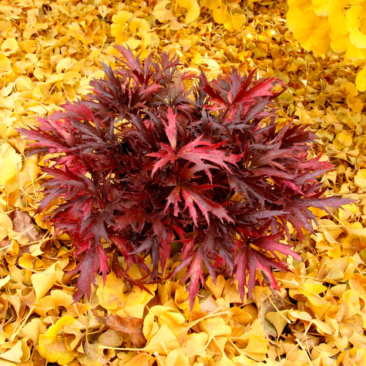 FYRE WING Hematite coral bells with oxblood red lace-cut leaves against golden fall leaves