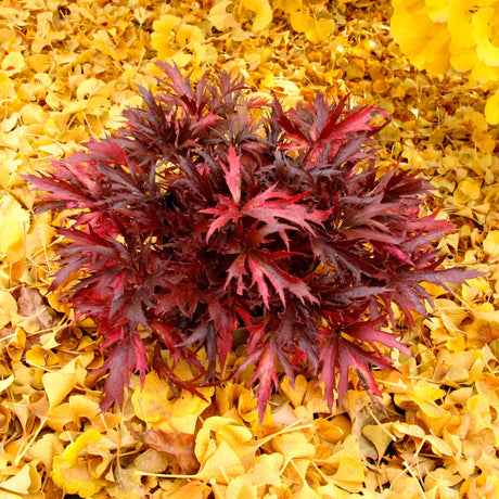 FYRE WING Hematite coral bells with oxblood red lace-cut leaves against golden fall leaves