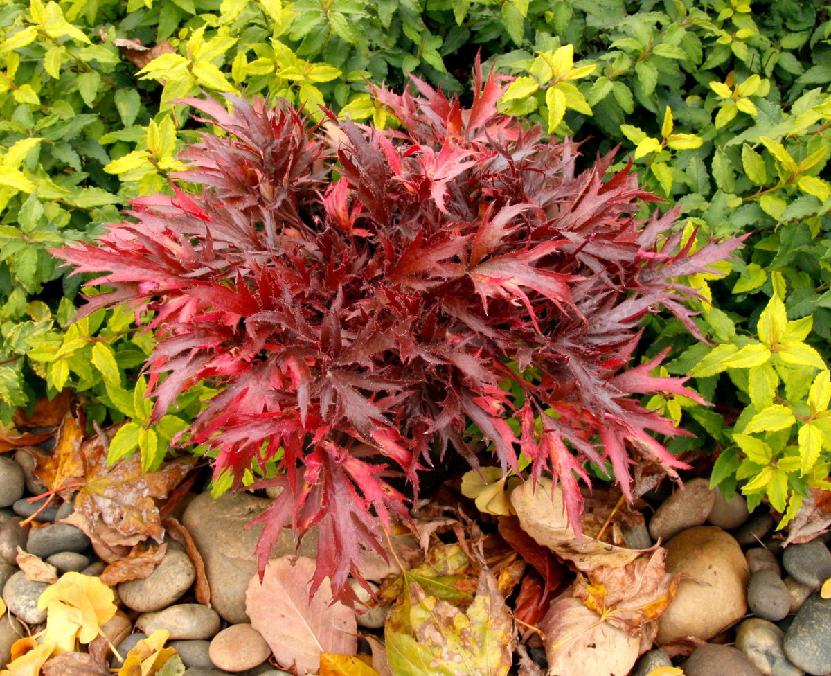 FYRE WING Hematite coral bells in a garden bed, cordovan red foliage beside gold shrubs