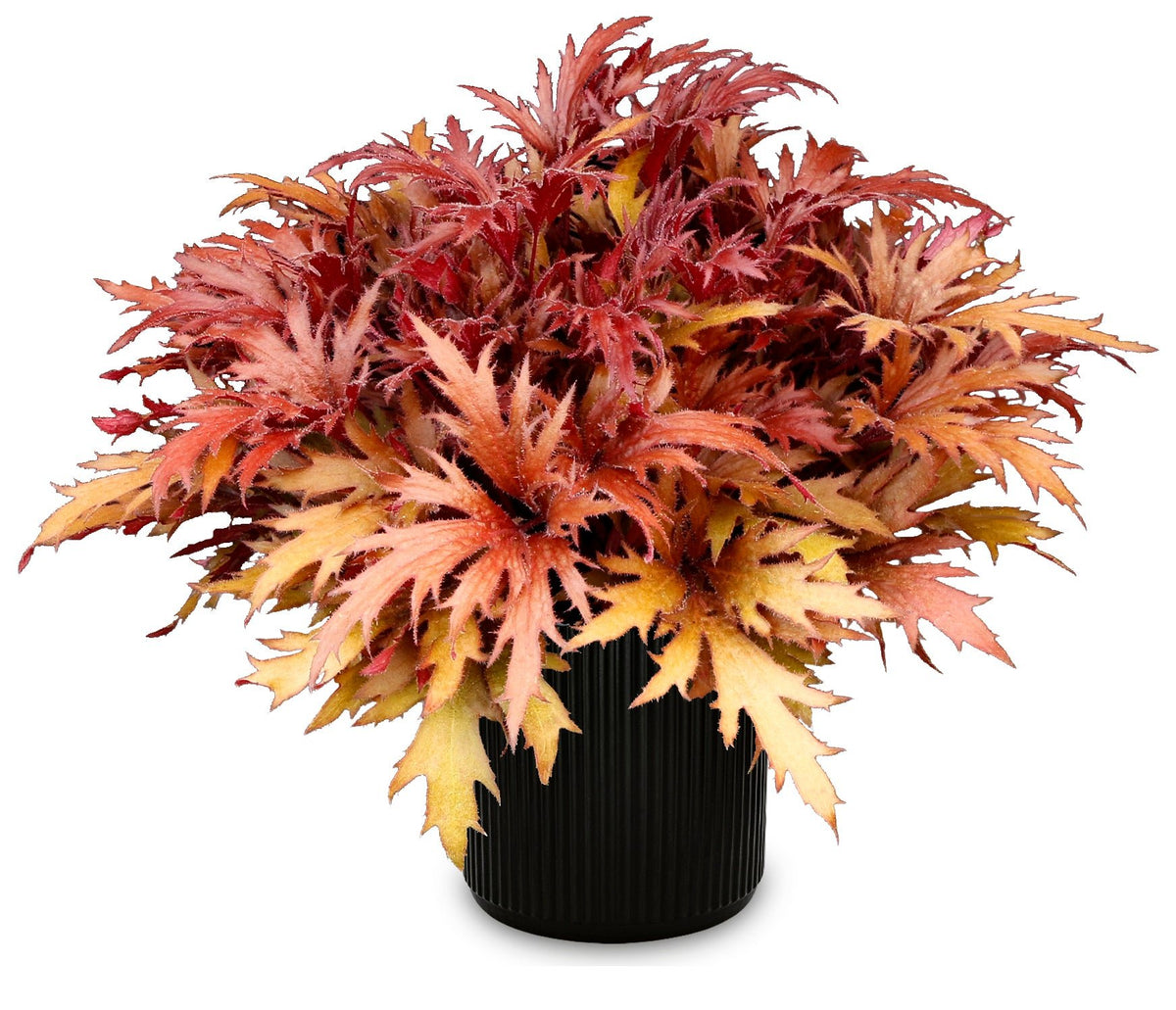 FYRE WING Hematite coral bells in a black nursery pot with deeply cut red and copper leaves