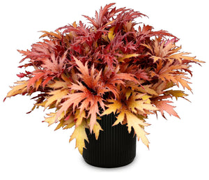 FYRE WING Hematite coral bells in a black nursery pot with deeply cut red and copper leaves