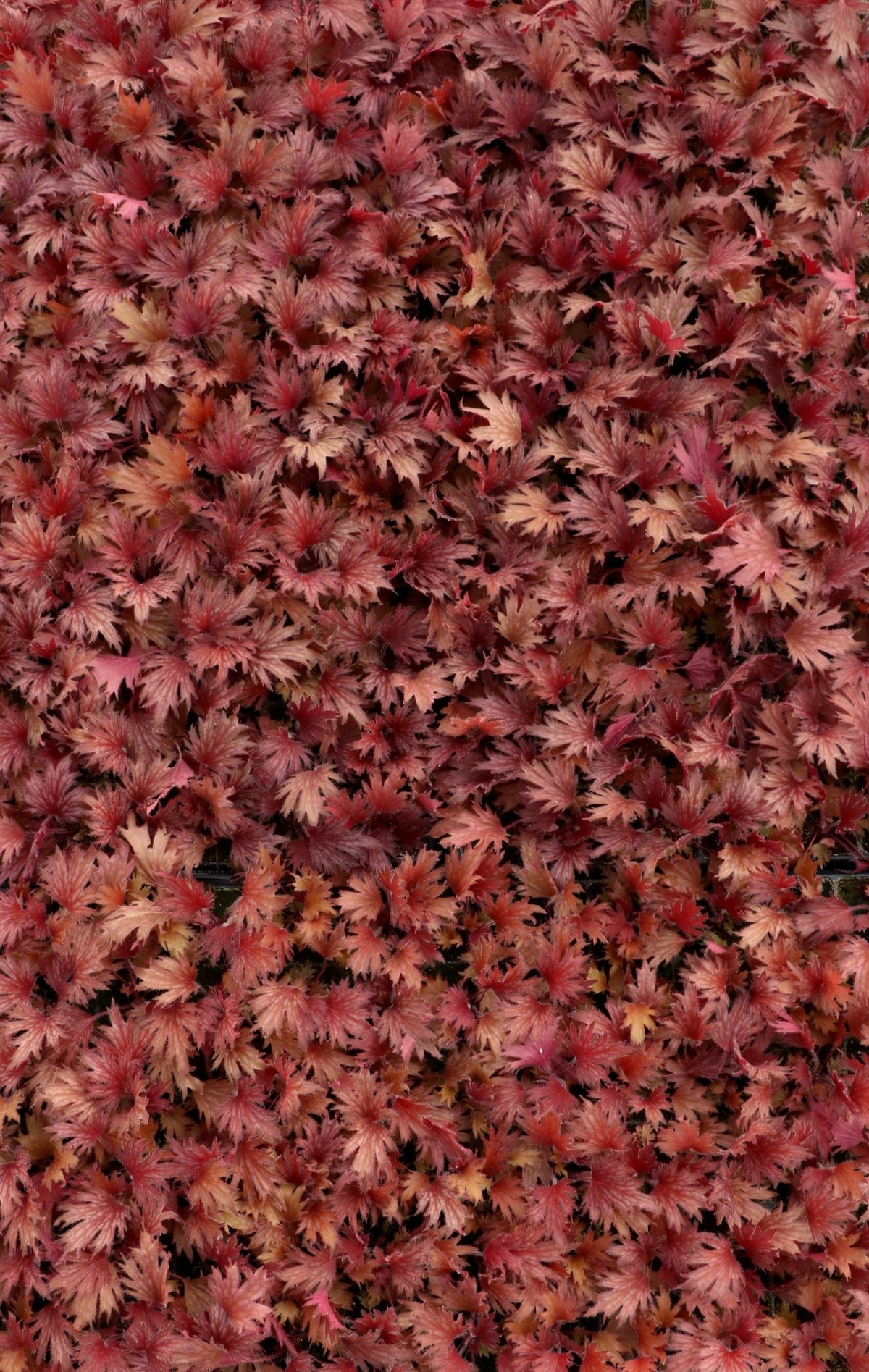 Massed FYRE WING Hematite coral bells with dense red foliage