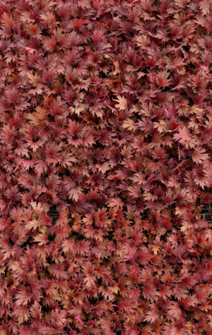 Massed FYRE WING Hematite coral bells with dense red foliage