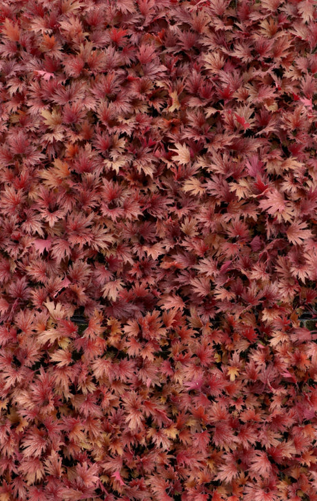 Massed FYRE WING Hematite coral bells with dense red foliage