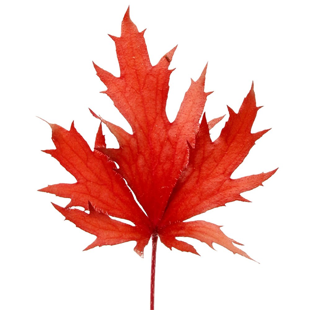 Single Japanese maple-like red leaf of FYRE WING Hematite coral bells