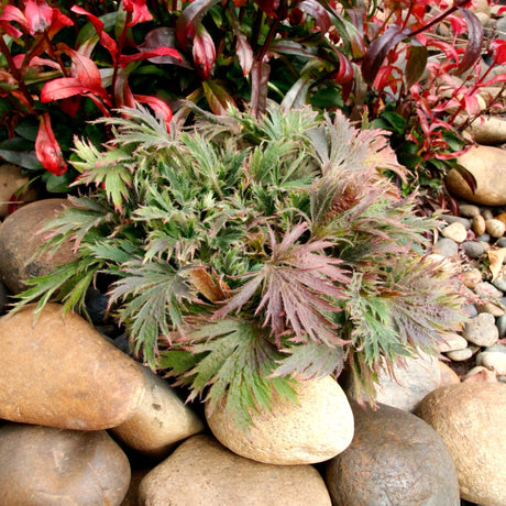 FYRE WING Jadeite coral bells among boulders with green and bronze-tinted lacy foliage