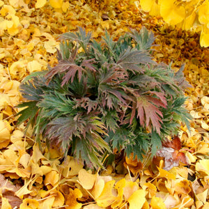 FYRE WING Jadeite coral bells mound on golden fallen leaves