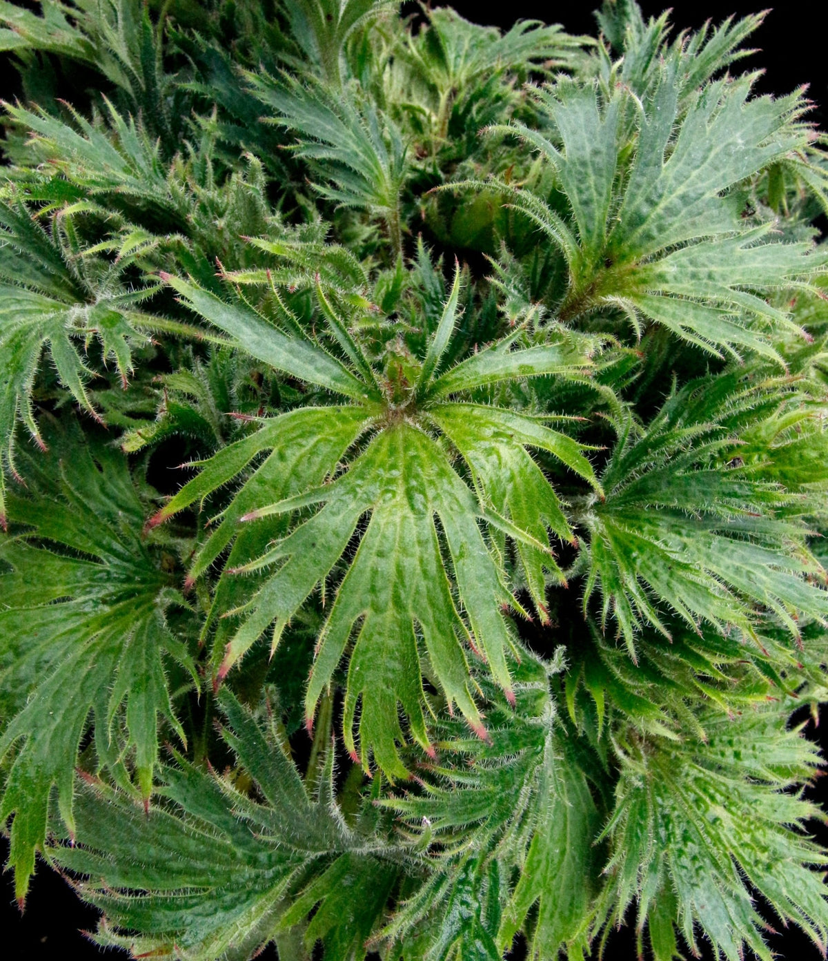 Close-up of FYRE WING Jadeite coral bells fuzzy, deeply cut green leaves
