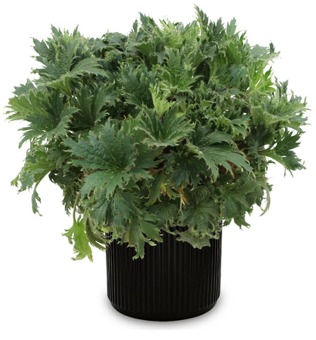 FYRE WING Jadeite coral bells in a black nursery pot, fuzzy green palmate leaves