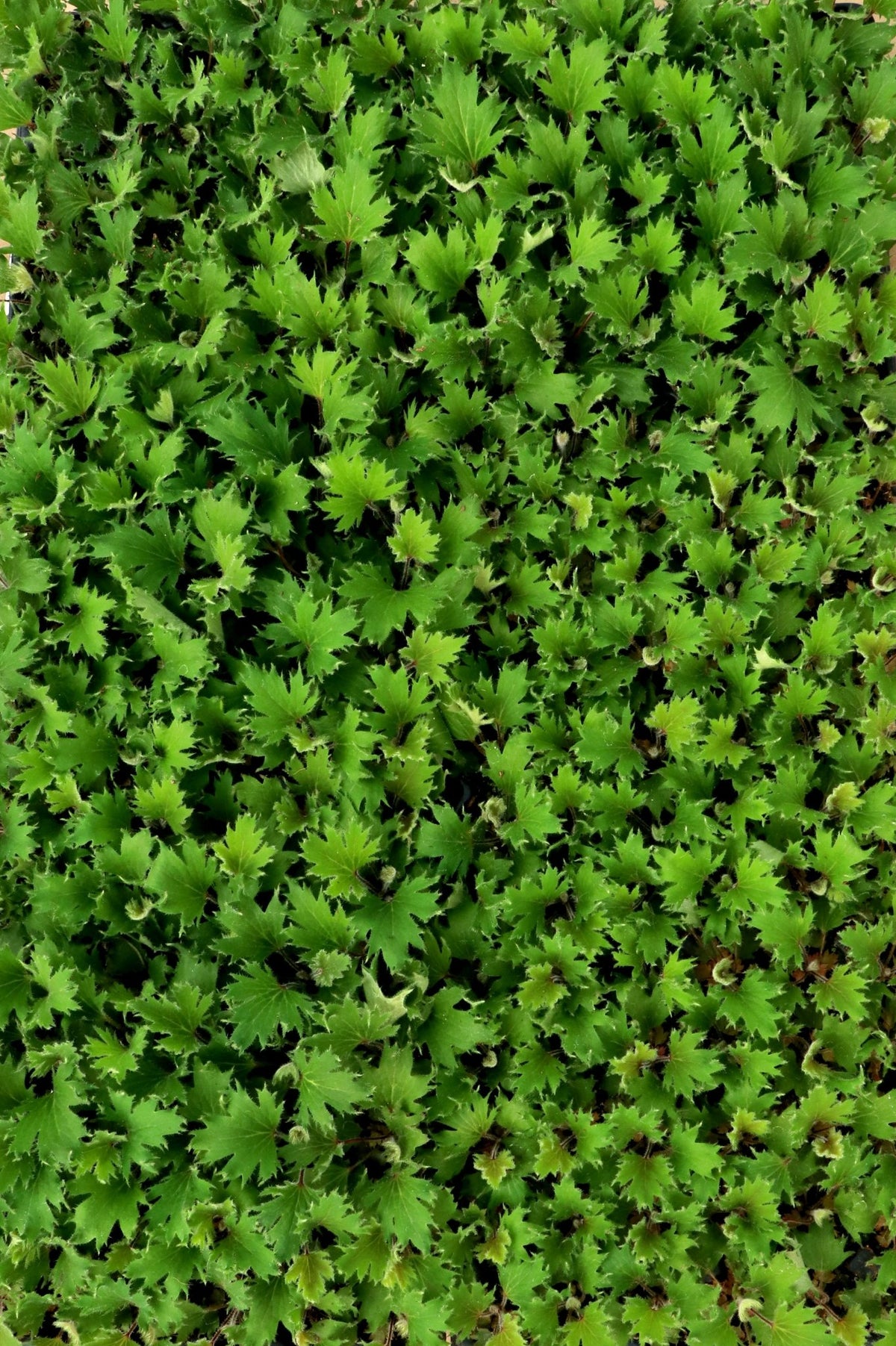 Massed FYRE WING Jadeite coral bells with green foliage