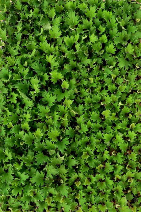 Massed FYRE WING Jadeite coral bells with green foliage
