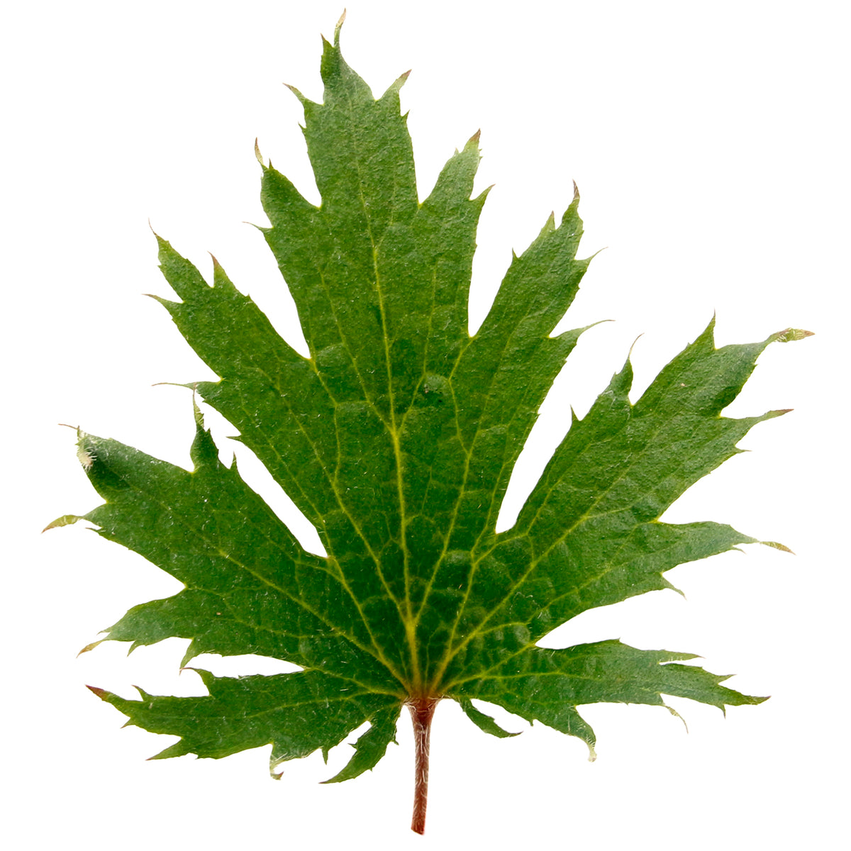 Single broadly palmate green leaf of FYRE WING Jadeite coral bells