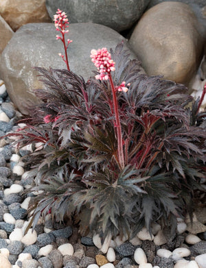 FYRE WING Jet coral bells with dark silvery foliage and pink flowers among river rock