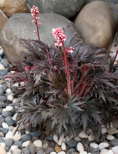 FYRE WING Jet coral bells with dark silvery foliage and pink flowers among river rock