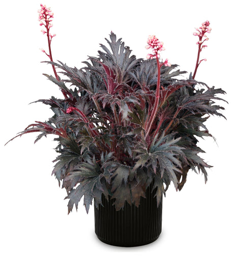 FYRE WING Jet coral bells in a black nursery pot, near-black lace-cut leaves and pink flower spikes