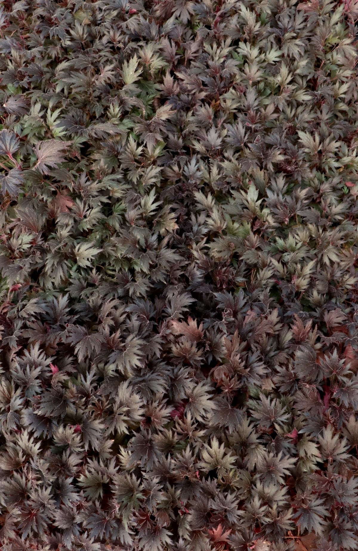Massed FYRE WING Jet coral bells with dark lacy foliage