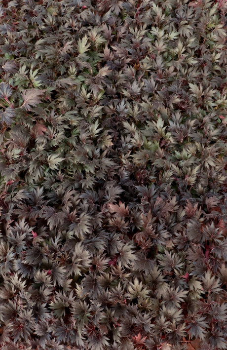 Massed FYRE WING Jet coral bells with dark lacy foliage