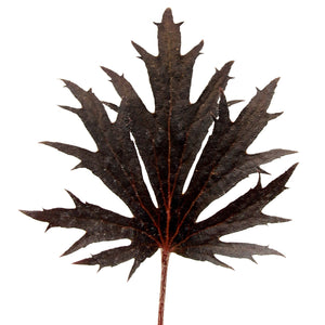 Single deeply cut near-black leaf of FYRE WING Jet coral bells