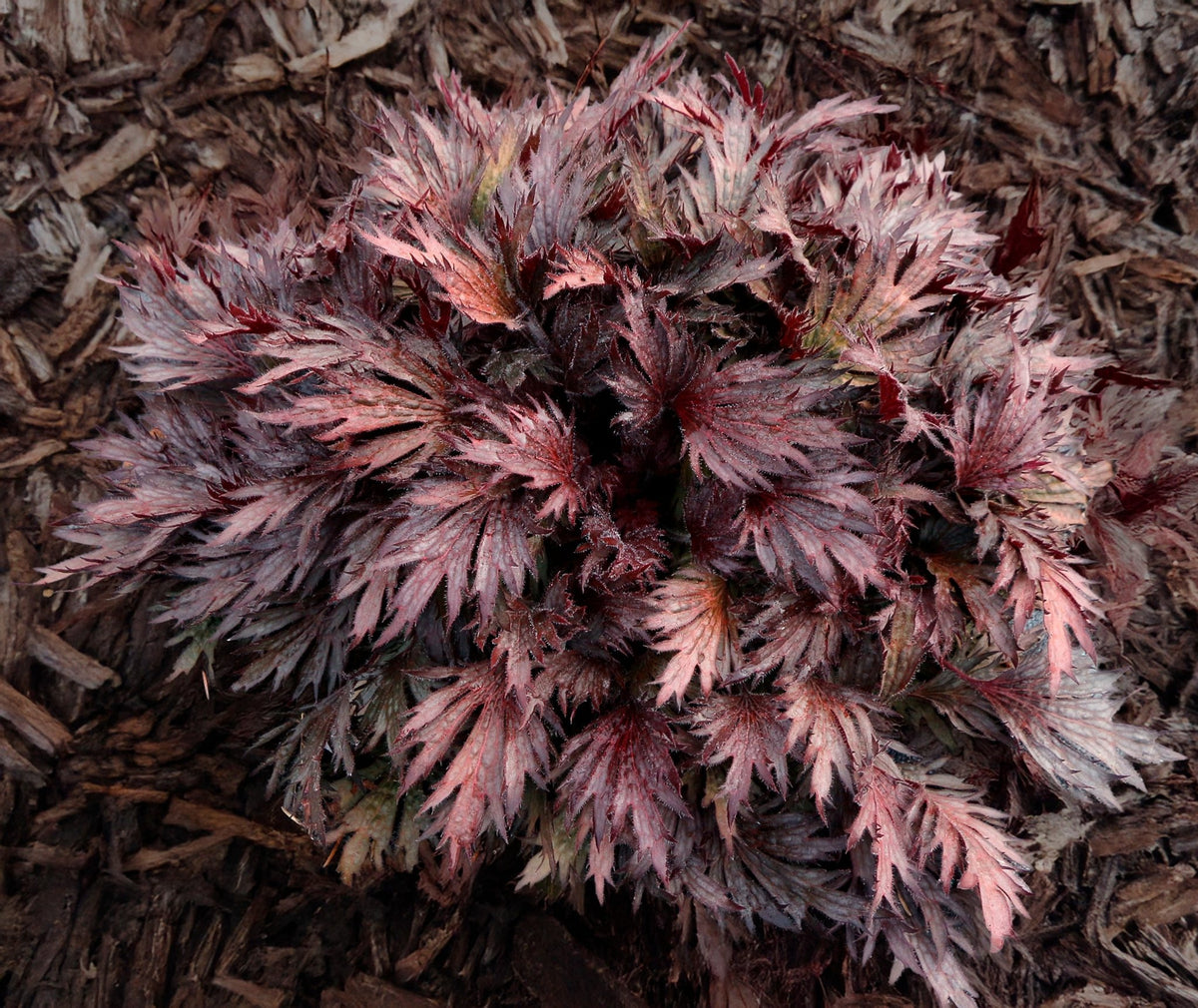 FYRE WING Rhodonite coral bells mound with rose, violet and silver foliage on dark mulch