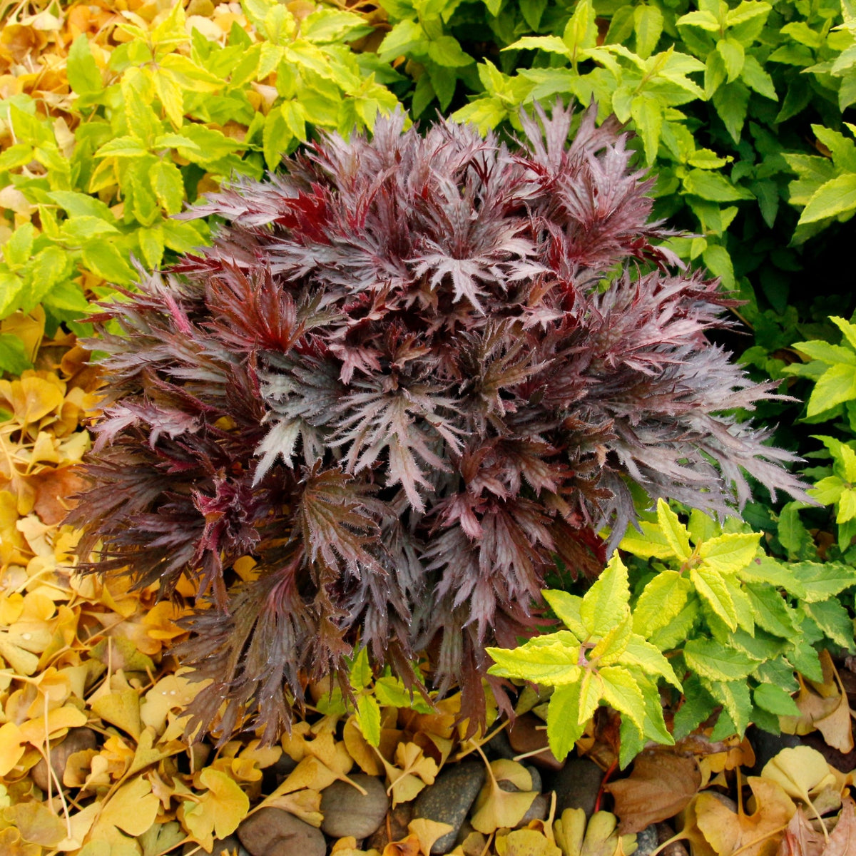 FYRE WING Rhodonite coral bells beside gold shrubs, purple and rose finely cut leaves