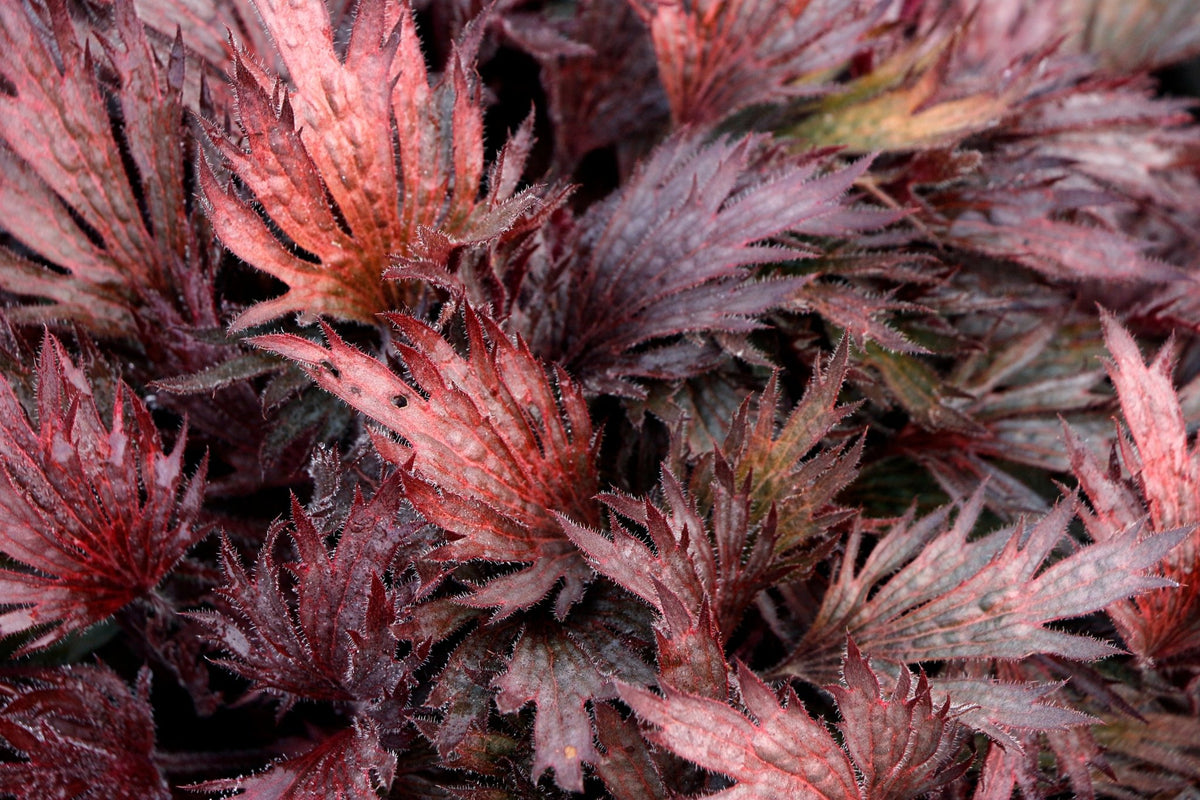 Close-up of FYRE WING Rhodonite coral bells with silvery veined rose leaves