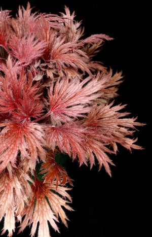 Close-up of FYRE WING Rhodonite coral bells pink and silver lacy foliage