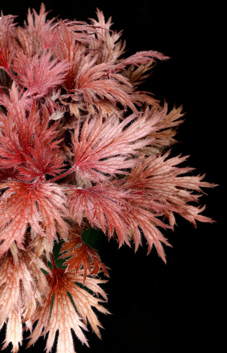 Close-up of FYRE WING Rhodonite coral bells pink and silver lacy foliage
