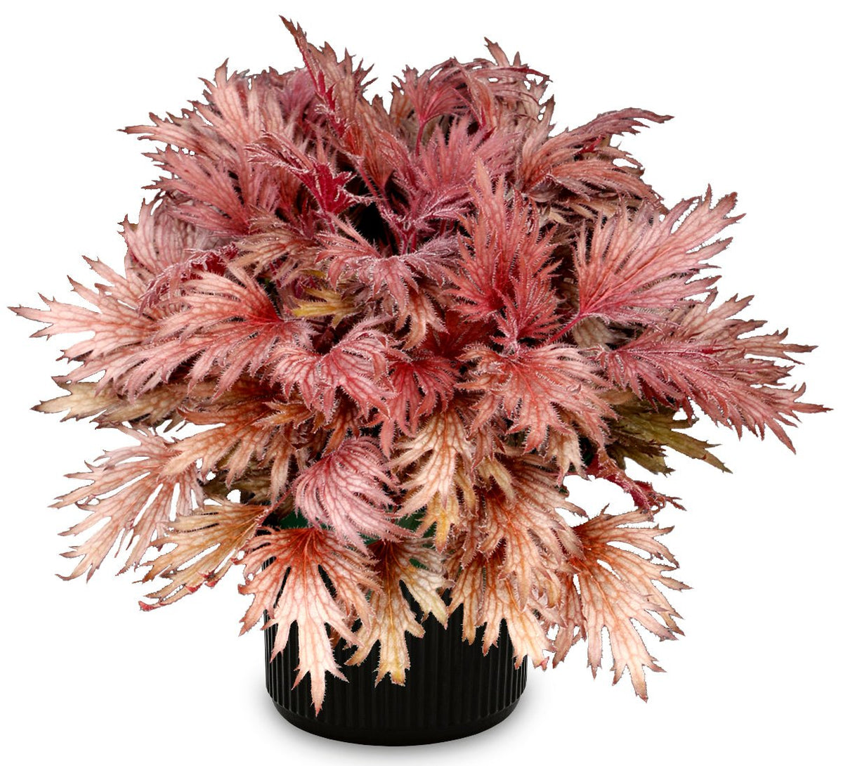 FYRE WING Rhodonite coral bells in a black nursery pot, rose and silver lace-cut leaves