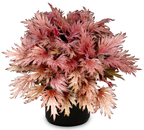 FYRE WING Rhodonite coral bells in a black nursery pot, rose and silver lace-cut leaves