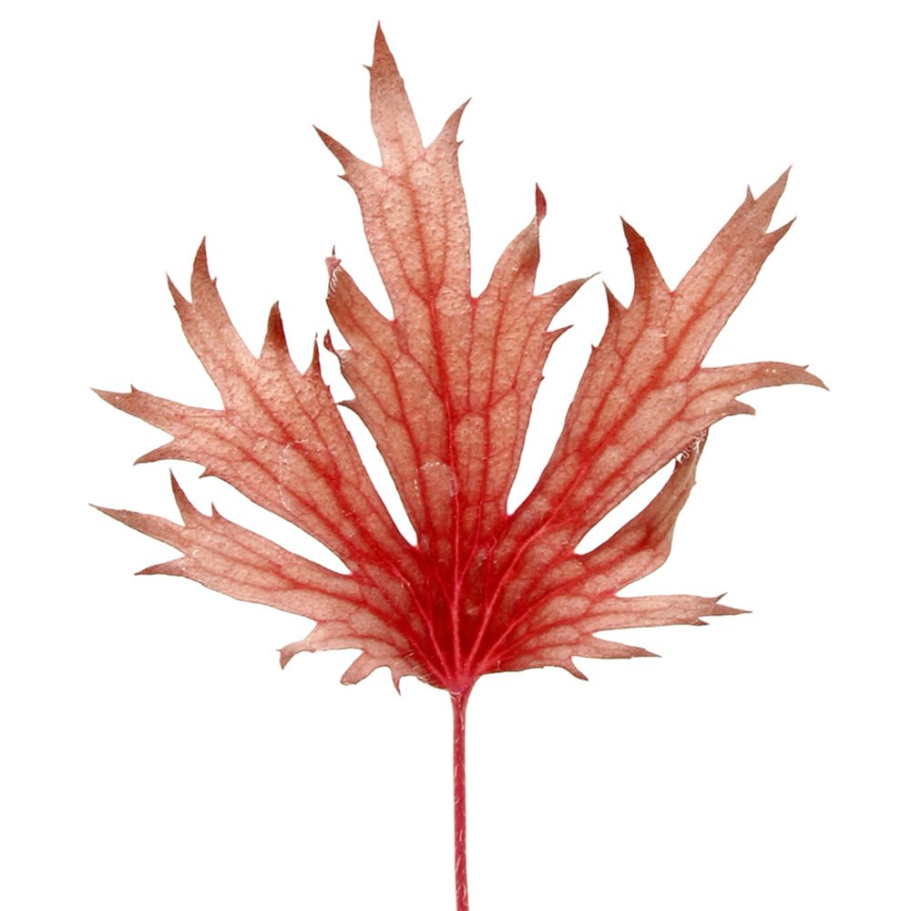 Single finely cut rose-veined leaf of FYRE WING Rhodonite coral bells
