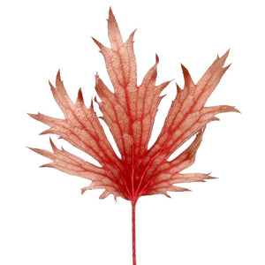 Single finely cut rose-veined leaf of FYRE WING Rhodonite coral bells