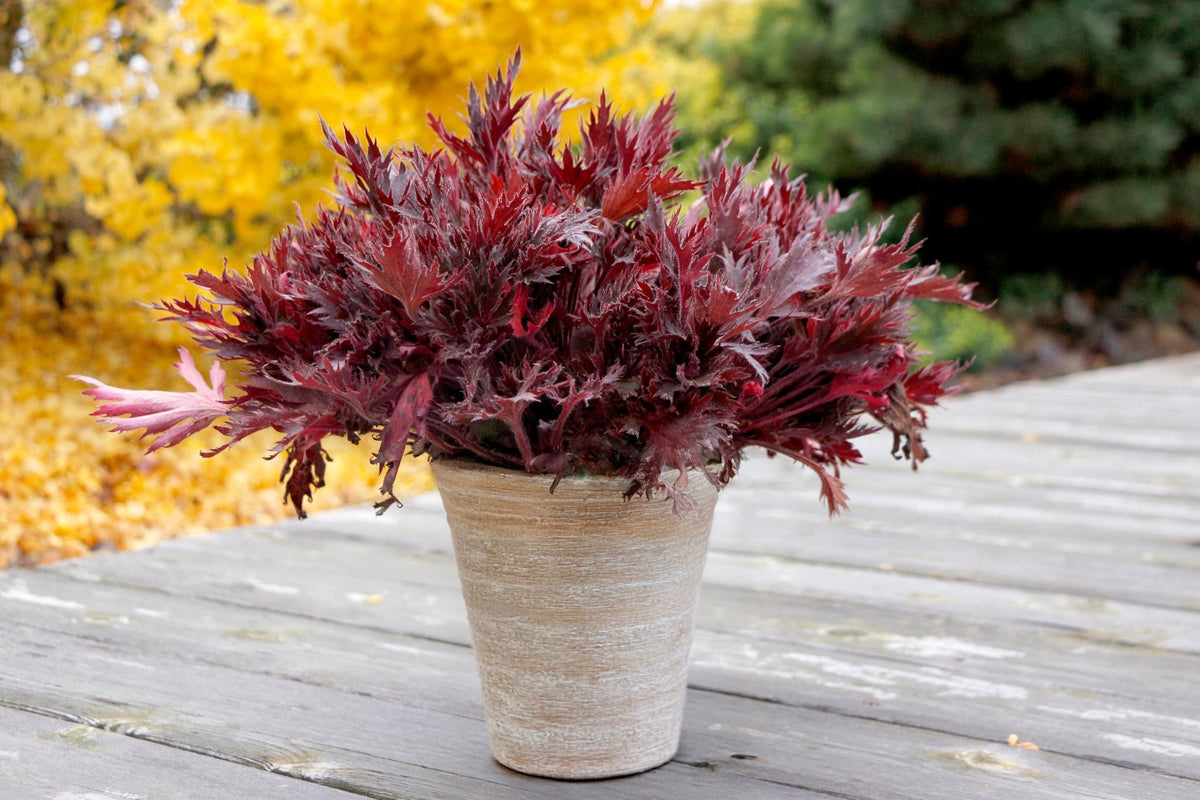 FYRE WING Spinel coral bells in a tan container on a deck with wine-colored foliage
